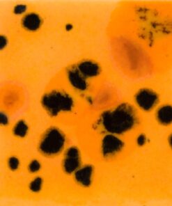 CG1013 PAPAYA