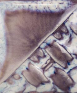 Alternative view of SW214 MICRO PEARL